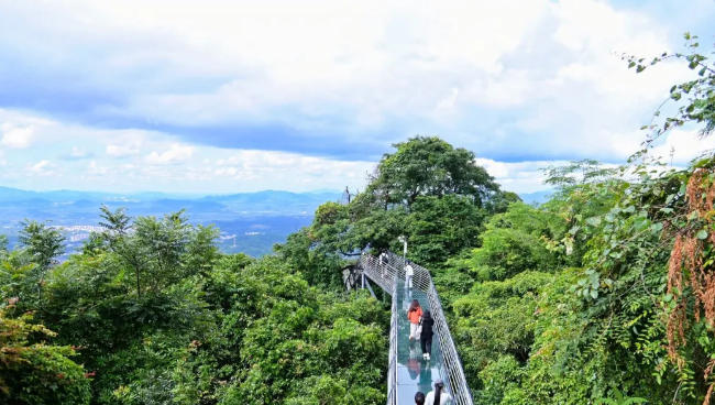 當(dāng)全國熱成“火焰山”，海南百花嶺卻把22℃的夏天藏在雨林深處!