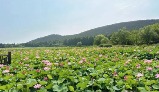 2025云龍湖旅游景區(qū)門票+價(jià)格表+介紹+游玩亮點(diǎn)