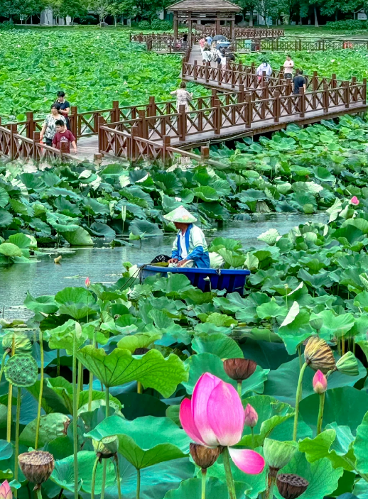 蘇州荷塘月色濕地公園