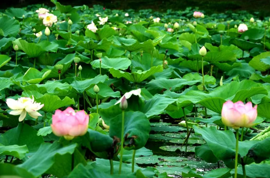 蘇州荷塘月色濕地公園