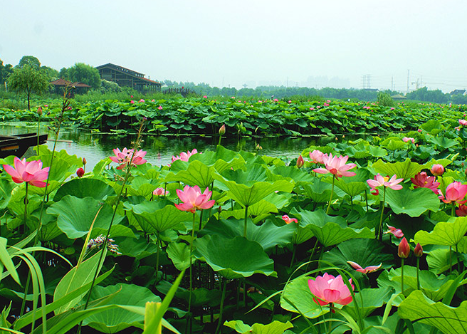 蘇州荷塘月色濕地公園
