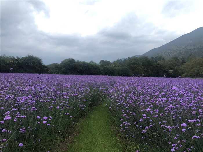 麗江百花園聽花谷