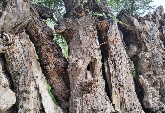 新疆古生態(tài)園汗血馬基地