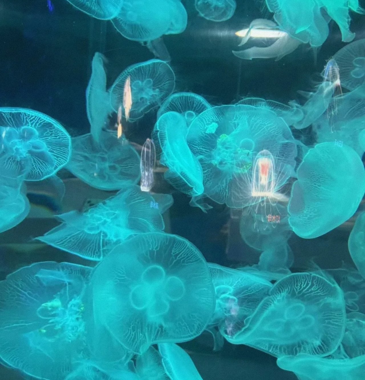 青島海底世界