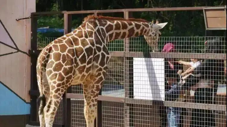 2025鞍山動物園園區(qū)簡介+演出時間+游玩時長+門票價格