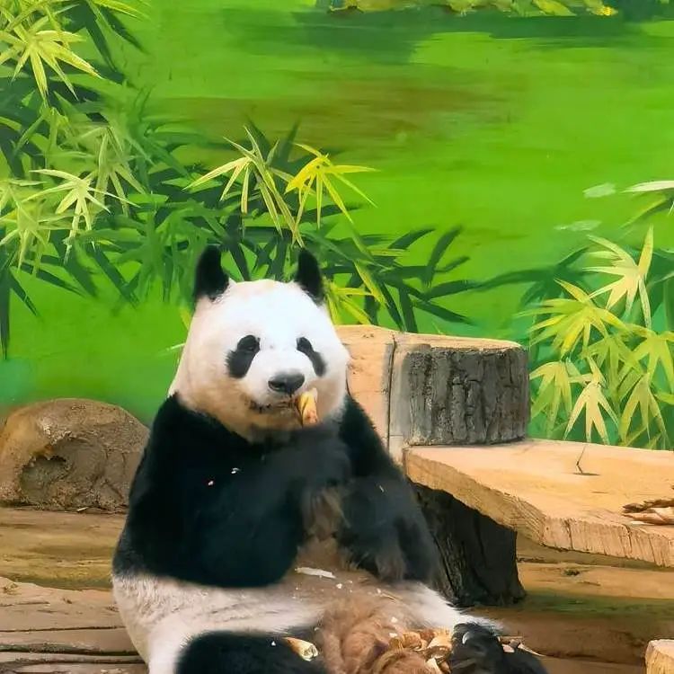 2025鞍山動物園介紹+游玩亮點(diǎn)+夜場活動+票價