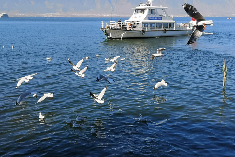 洱海游船