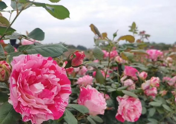 貢之源花仙谷