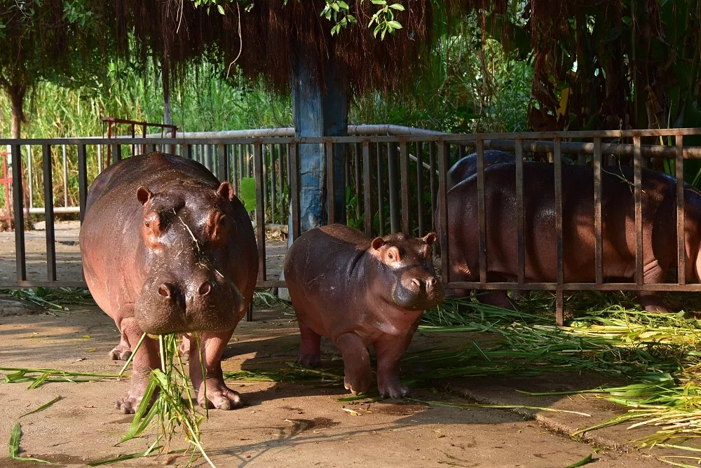 東莞香市動物園