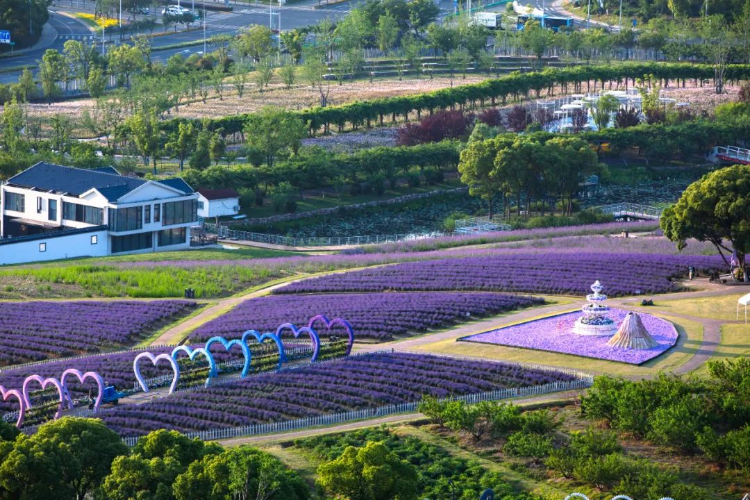 無錫雪浪山薰衣草園