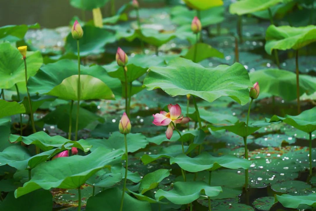 杭州植物園