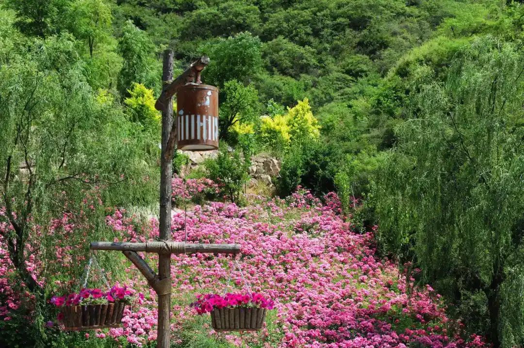 石家莊漫山花溪谷