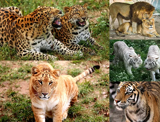 西霞口神雕山野生動(dòng)物園