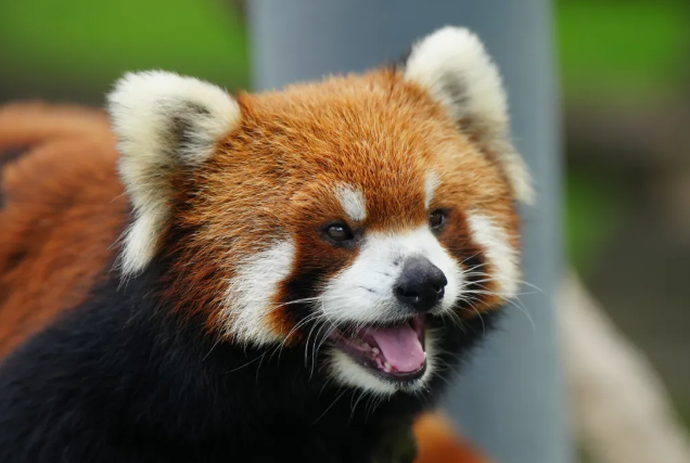西霞口神雕山野生動物園