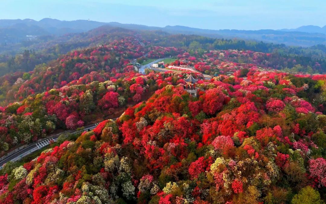 百里杜鵑風景區(qū)