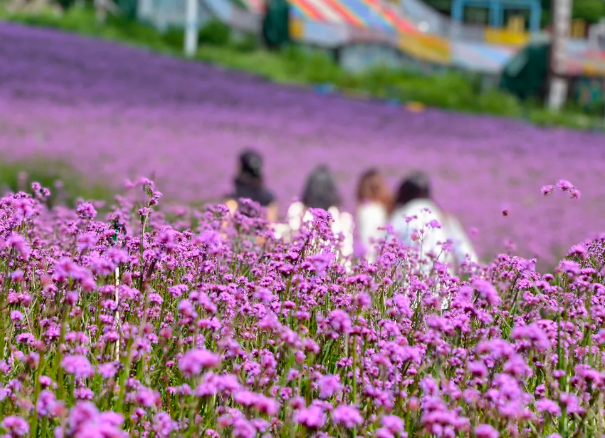 梅花山旅游景區(qū)