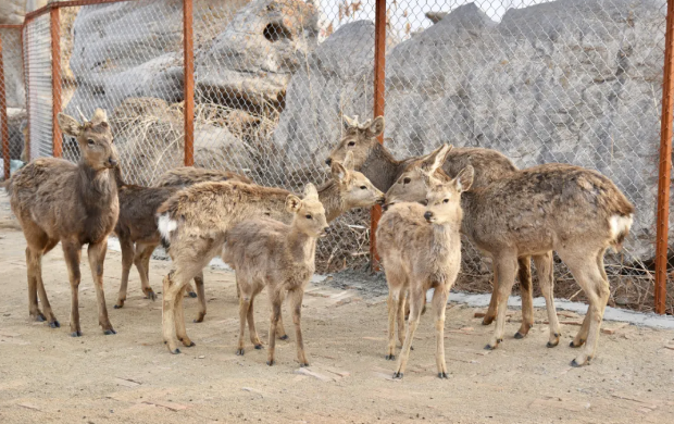 德州野生動物王國