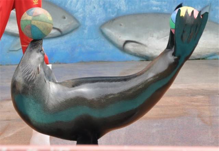 馬鞍山大青山野生動物園購票官網(wǎng)