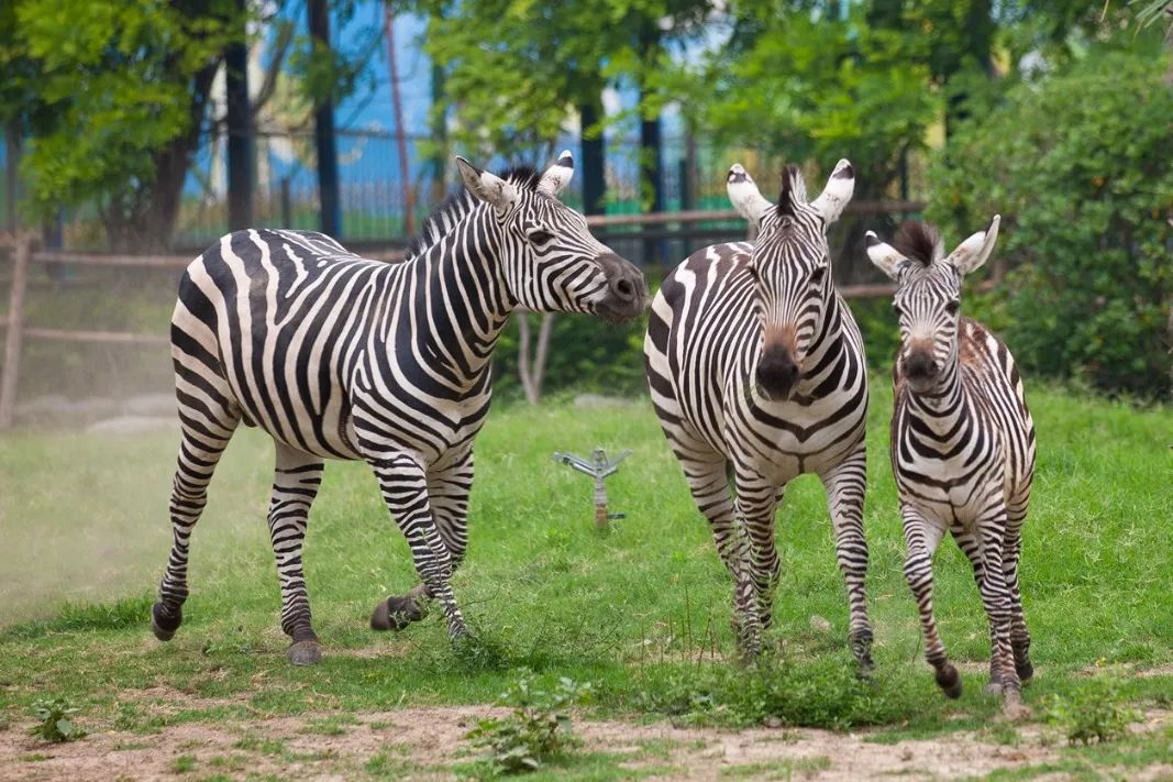 鄭州市動(dòng)物園門票