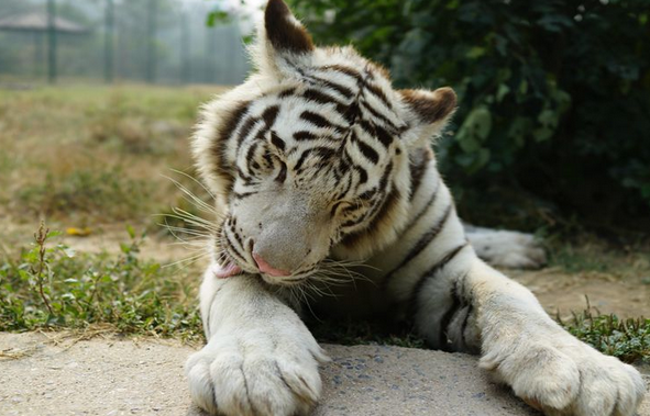 鄭州市動物園門票