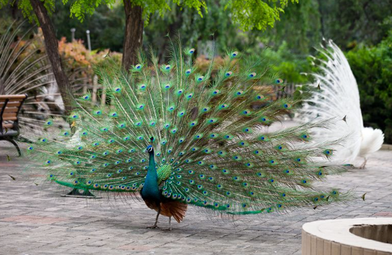 鄭州市動(dòng)物園門票
