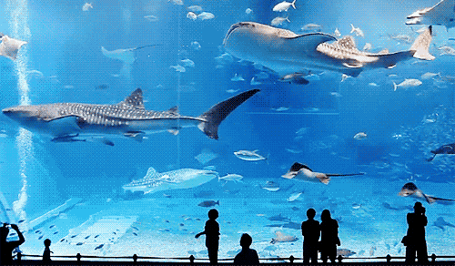 珠海長隆海洋王國