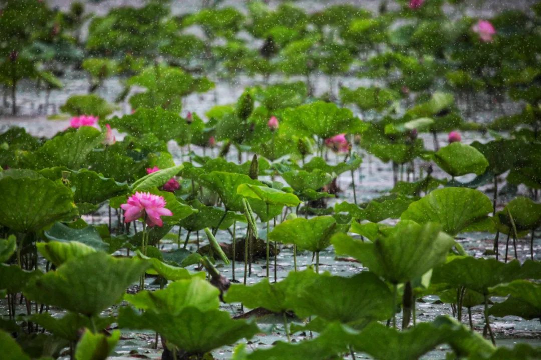 南沙濕地景區(qū)