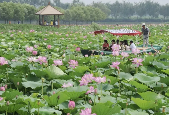 保定白洋淀景區(qū)