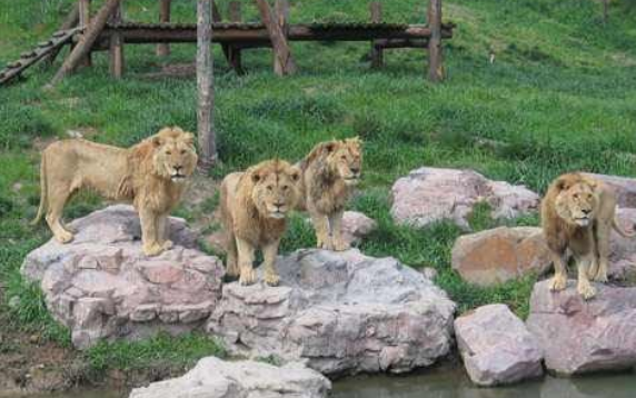 蘭州野生動(dòng)物園門票