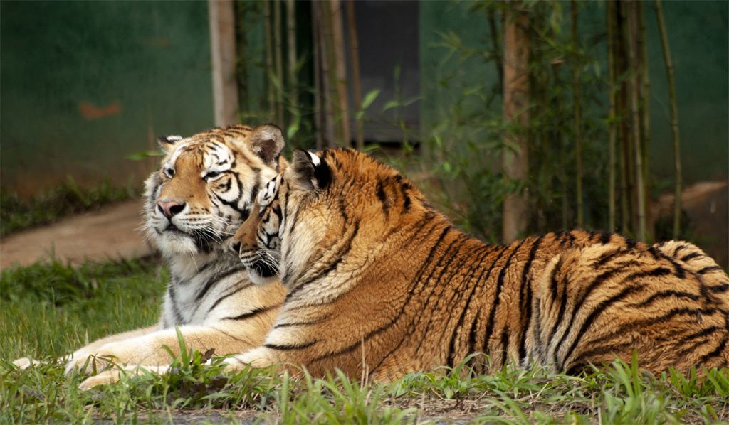 湖南常德野生動物世界門票