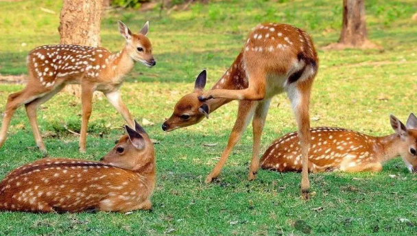 菏澤野生動物世界