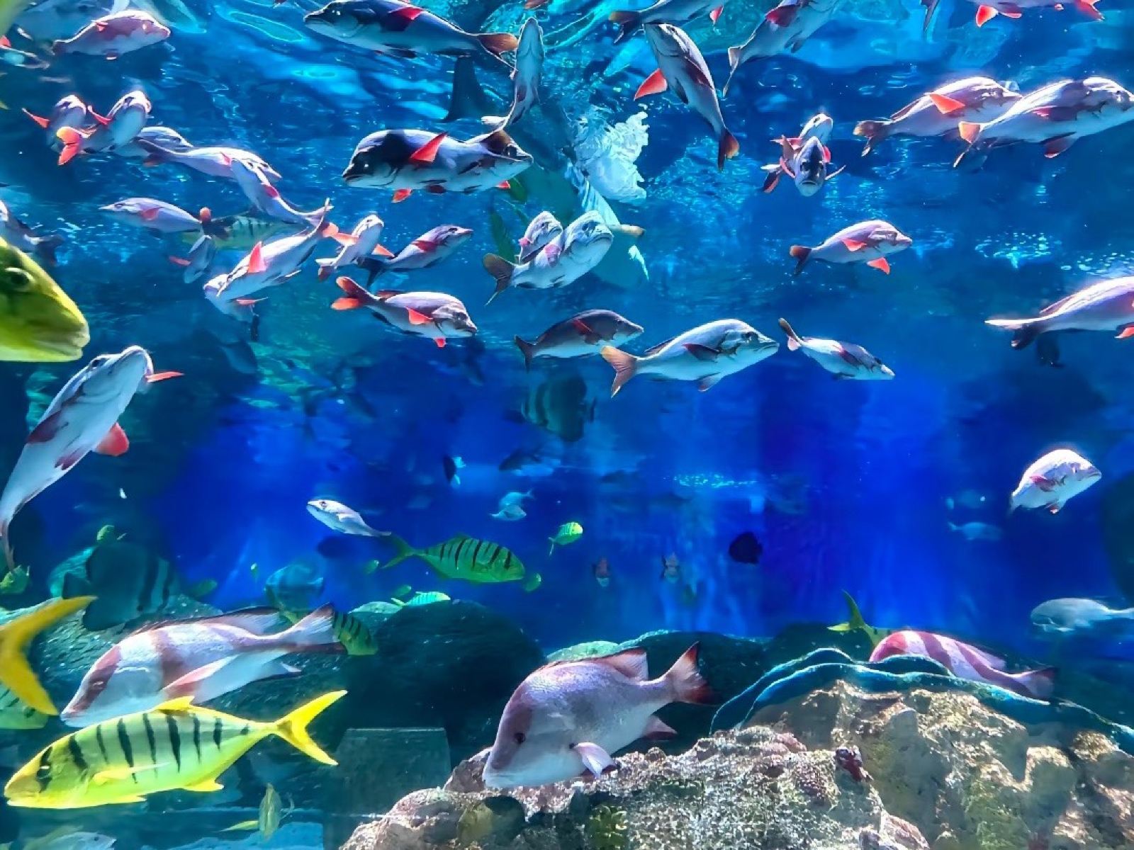 唐山名仕海洋公園