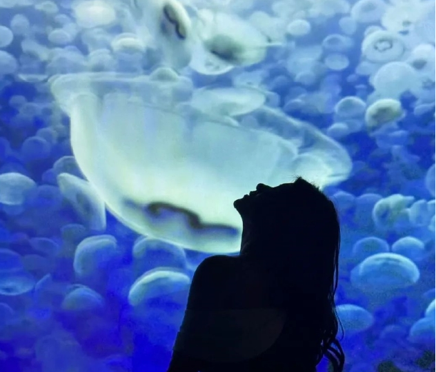 深圳bbc earth極地生靈數(shù)字影像大展