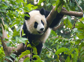 長沙生態(tài)動物園
