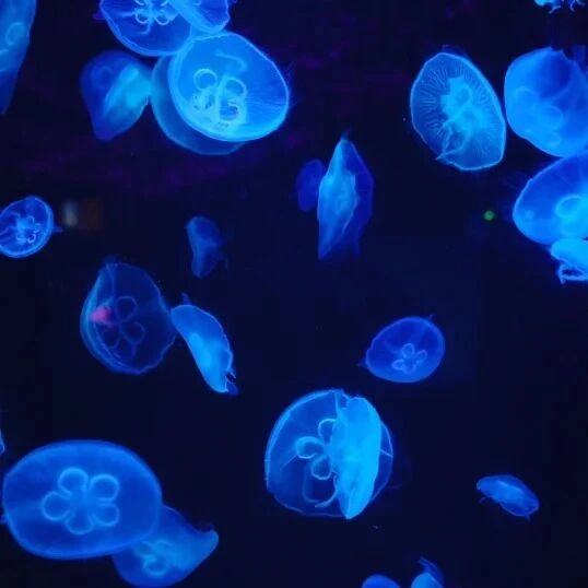 武漢東湖海洋樂園