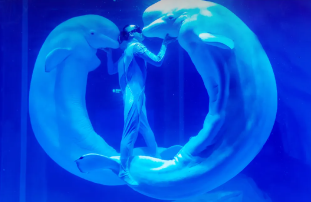 上海海昌海洋公園