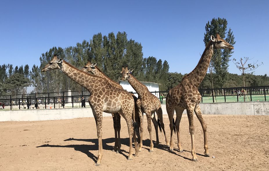 衡水野生動(dòng)物園