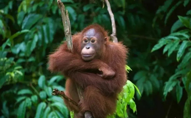 沁陽和生森林動物樂園