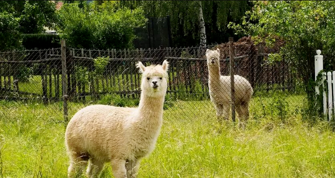 沁陽和生森林動物樂園