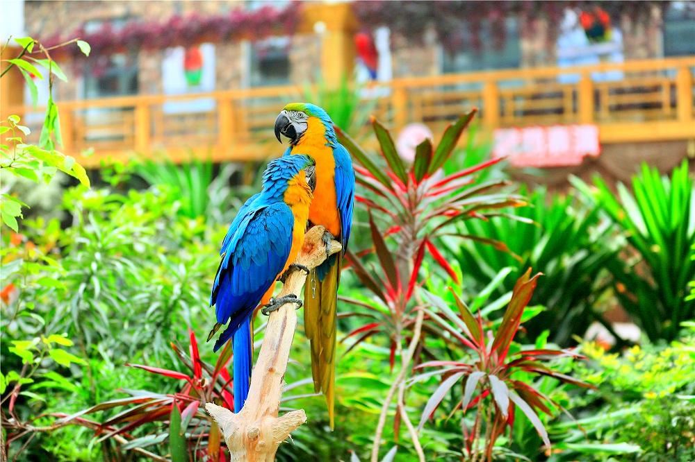 南宮五洲植物樂園