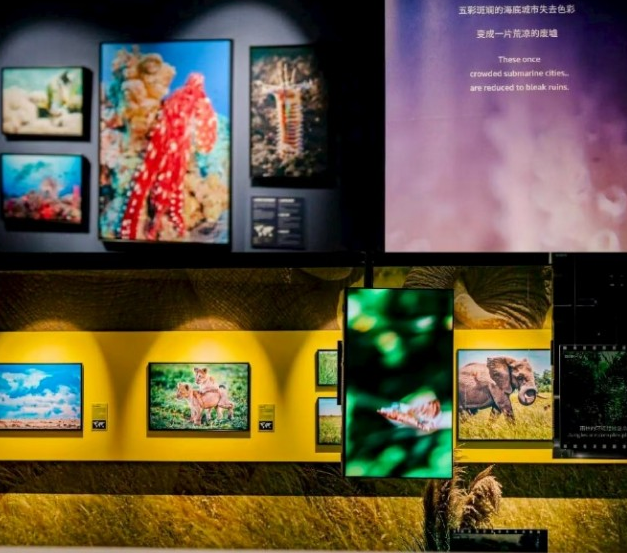 南昌BBC EARTH极地生灵数字影像大展