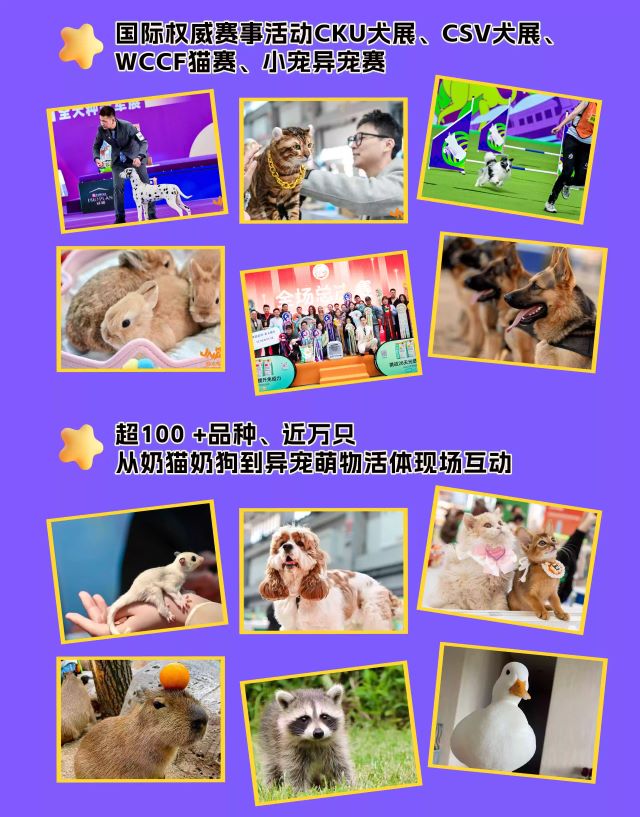 青岛金诺亚太宠物节6.jpg