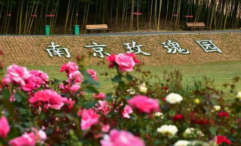 南京玫瑰园