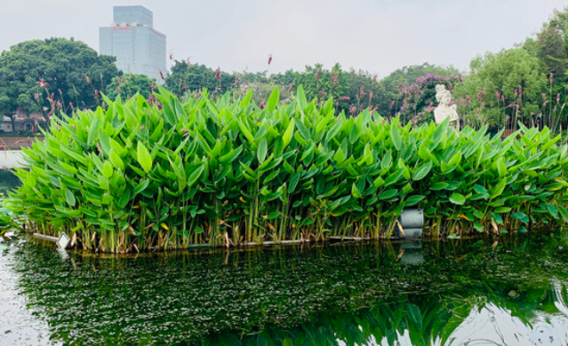 广州荔枝湾游船