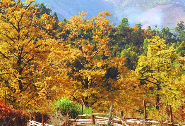 永州桐子坳