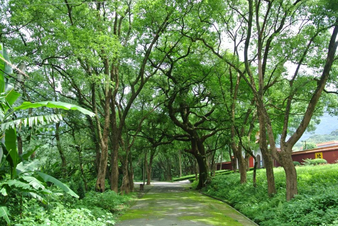 灵石山国家森林公园