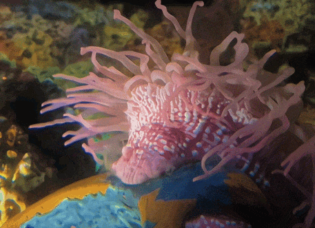 上海海洋水族馆
