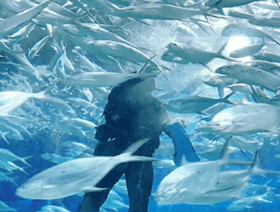 上海海洋水族馆