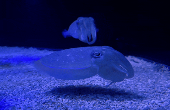 上海海洋水族馆