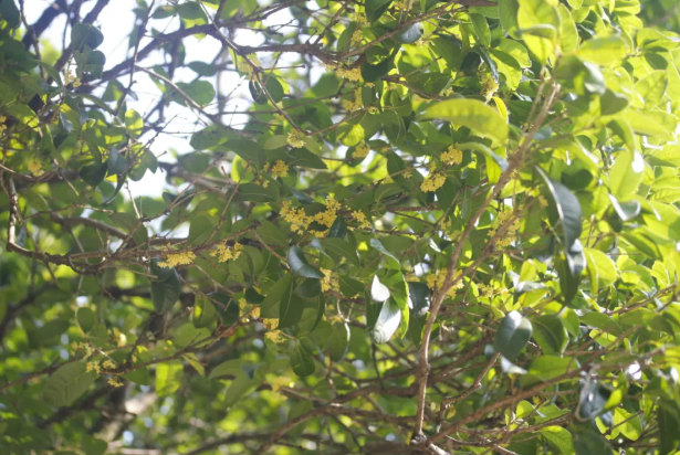 杭州植物园